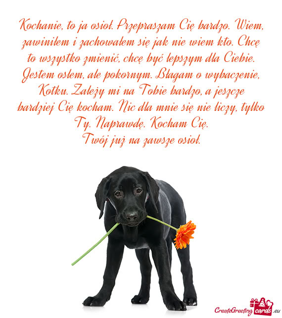 Kochanie, to ja osioł. Przepraszam Cię bardzo. Wiem, zawiniłem i zachowałem się jak nie wiem kt