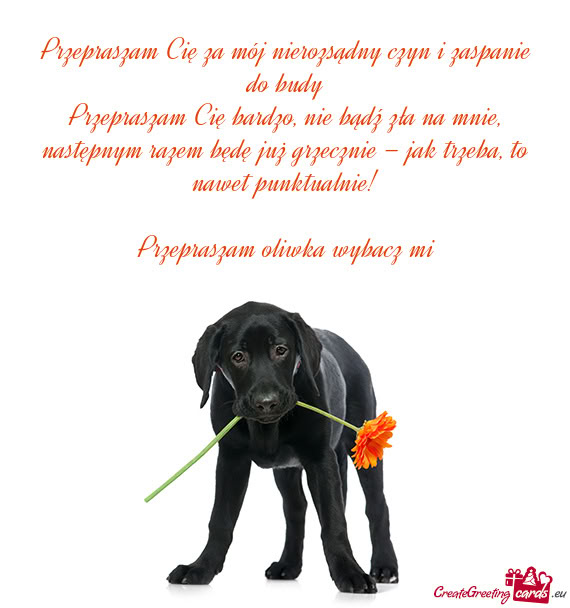 Przepraszam Cię za mój nierozsądny czyn i zaspanie do budy